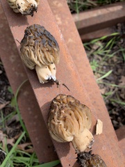 Morchella populiphila