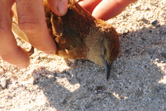 Phacellodomus striaticollis