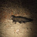 Bushy-tailed Mongoose - Photo (c) Peter Archdale, some rights reserved (CC BY), uploaded by Peter Archdale