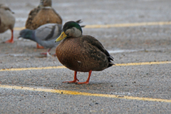 Anas rubripes × platyrhynchos
