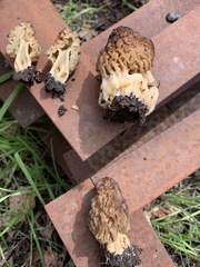 Morchella populiphila
