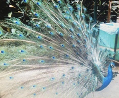Pavo cristatus