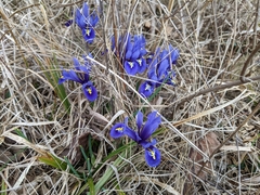 Irideae