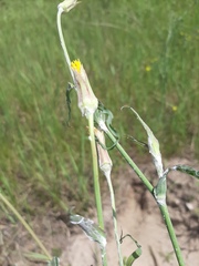 Tragopogon ucrainicus