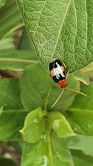 Monolepta melanogaster