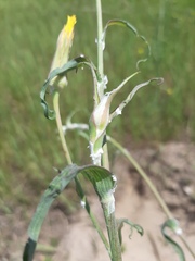 Tragopogon ucrainicus
