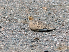 Syrrhaptes paradoxus