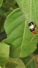 Monolepta melanogaster