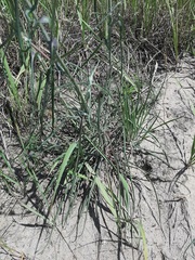 Tragopogon ucrainicus