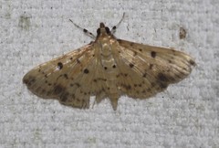 Herpetogramma cynaralis