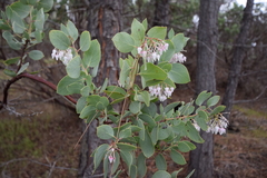 Arctostaphylos viscida viscida