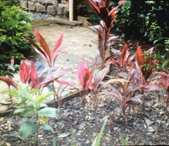 Cordyline fruticosa