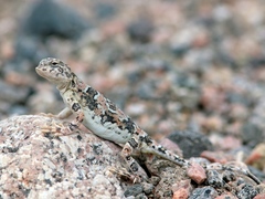 Phrynocephalus versicolor kulagini