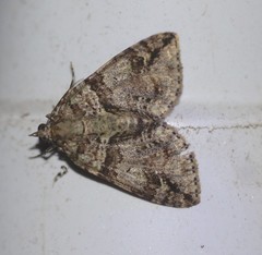 Polyclysta hypogrammata