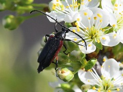 Pseudostrangalia cruentata