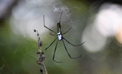 Trichonephila clavipes