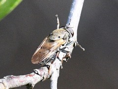 Myolepta