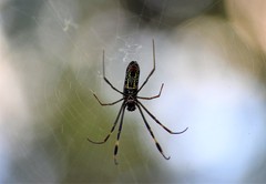 Trichonephila clavipes