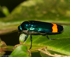 Conognatha splendens