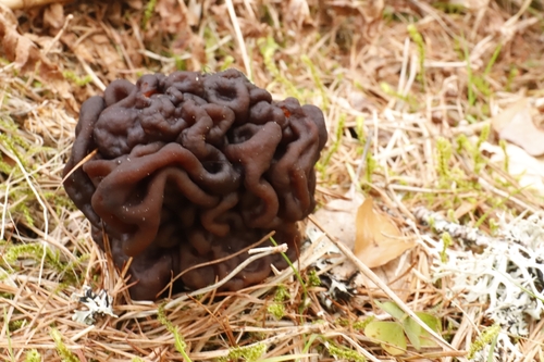 False Morel