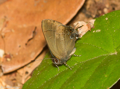 Calycopis bellera