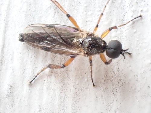 Bibio articulatus photo 5