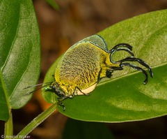 Arcas imperialis