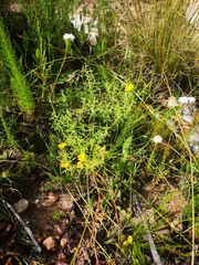 Argyrolobium pachyphyllum