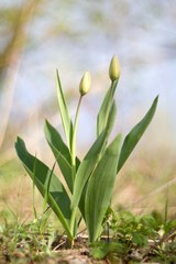 Tulipa gesneriana