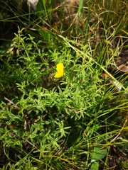 Argyrolobium pachyphyllum