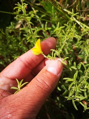 Argyrolobium pachyphyllum