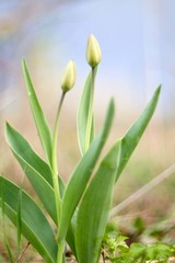 Tulipa gesneriana