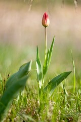 Tulipa gesneriana