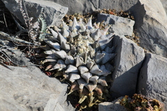 Ariocarpus retusus retusus