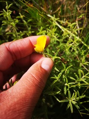 Argyrolobium pachyphyllum