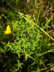 Argyrolobium pachyphyllum