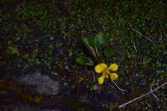 Viola rotundifolia