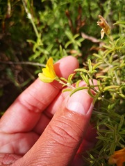 Argyrolobium pachyphyllum