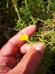 Argyrolobium pachyphyllum