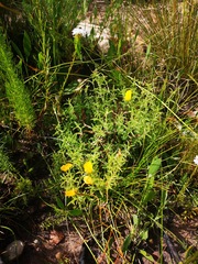 Argyrolobium pachyphyllum