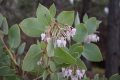 Arctostaphylos viscida viscida