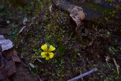 Viola rotundifolia