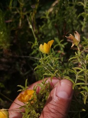 Argyrolobium pachyphyllum