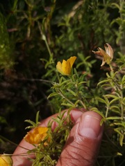 Argyrolobium pachyphyllum