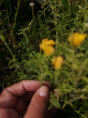 Argyrolobium pachyphyllum