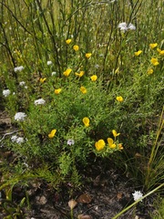 Argyrolobium pachyphyllum