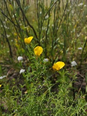 Argyrolobium pachyphyllum