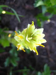 Castilleja chrysantha