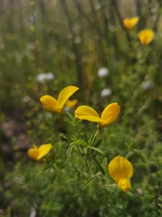 Argyrolobium pachyphyllum