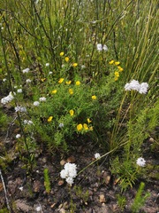 Argyrolobium pachyphyllum